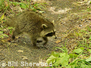 Killarney Park - raccoon