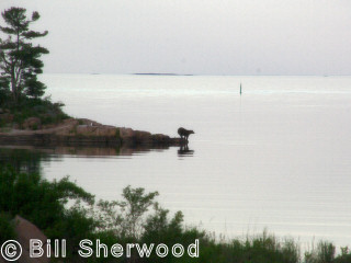 Killarney - bear on point looking towards George Island