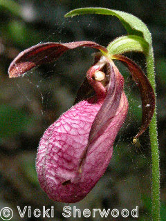 Pink Lady Slipper orchid